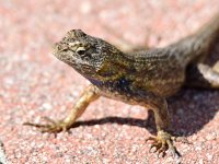 Lizard.jpg