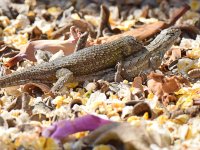 Lizard3.jpg