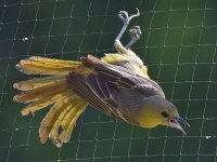 Oriole2.jpg