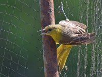 Oriole3.jpg