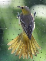 Oriole5.jpg