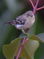 Finch4.jpg