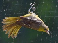 Oriole.jpg