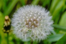 dandelion.jpg