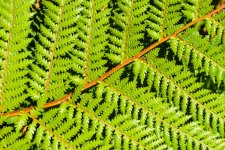 treefern.jpg
