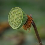 seeds-1.jpg
