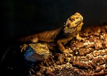 25 June 2015 - Here There Be (Bearded) Dragons.jpg