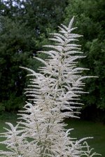 Astilbe.jpg