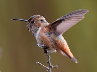 Hummer3.jpg