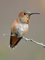Hummer8.jpg