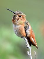 Hummer6.jpg