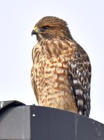 CoopersHawk.jpg