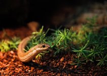 Ssssssssneaky Snake (Likes Root Beer).jpg