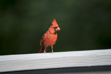 _DSC1542.JPG