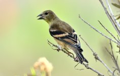 26th June 2015 001.JPG