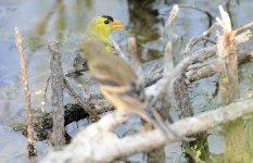 26th June 2015 007.JPG