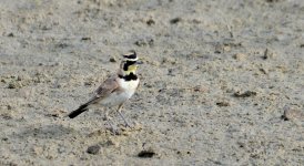 26th June 2015 041.JPG