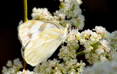 26th June 2015 013.JPG