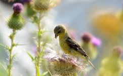 26th June 2015 019.JPG