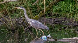 DSC_3497-2.jpg