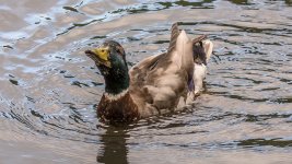 DSC_3499.jpg