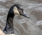 DSC_3486.jpg