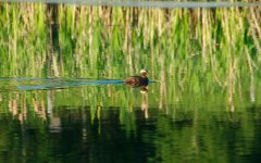 DSC_6822-Moose Lake -0015-2015-06-26T22_13_26.jpg