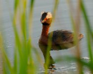 DSC_6872-Moose Lake -0002-2015-06-26T22_23_43.jpg