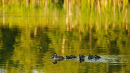 DSC_6810-Moose Lake -0020-2015-06-26T22_12_46.jpg