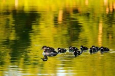 DSC_6811-Moose Lake -0019-2015-06-26T22_12_51.jpg