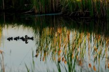 DSC_6874-Moose Lake -0001-2015-06-26T22_24_03.jpg
