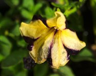 DSC_5976-garden flowers-0002-2015-06-24T08_34_24.jpg