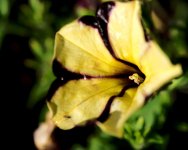 DSC_5980-garden flowers-0003-2015-06-24T08_34_57.jpg