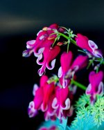 DSC_5996-garden flowers-0008-2015-06-24T08_40_35.jpg
