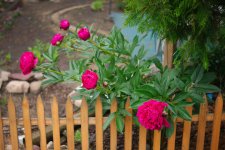 DSC_6426-blooms-0001-2015-06-26T07_49_45.jpg