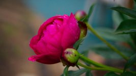 DSC_6440-blooms-0014-2015-06-26T07_50_30.jpg