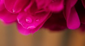 DSC_6450-blooms-0012-2015-06-26T07_50_56.jpg