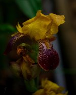 DSC_6487-blooms-0009-2015-06-26T07_53_28.jpg