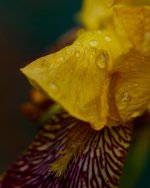 DSC_6489-blooms-0008-2015-06-26T07_53_34.jpg