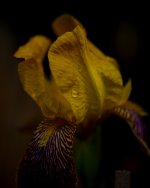 DSC_6492-blooms-0007-2015-06-26T07_53_40.jpg