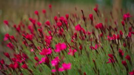 DSC_6500-blooms-0005-2015-06-26T07_54_44.jpg
