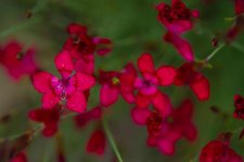 DSC_6508-blooms-0004-2015-06-26T07_56_26.jpg