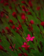DSC_6509-blooms-0003-2015-06-26T07_56_29.jpg