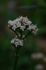 DSC_6526-blooms-0002-2015-06-26T07_58_45.jpg