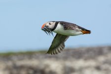 DSC_3133.jpg