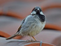 Sparrow4.jpg