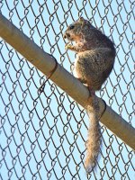 Squirrel.jpg