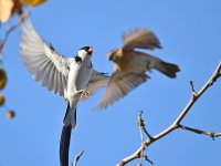 Whydah5.jpg