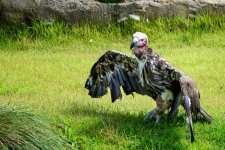 Cincinnati Zoo--22 (1000x667).jpg