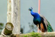 Cincinnati Zoo--23 (1000x667).jpg